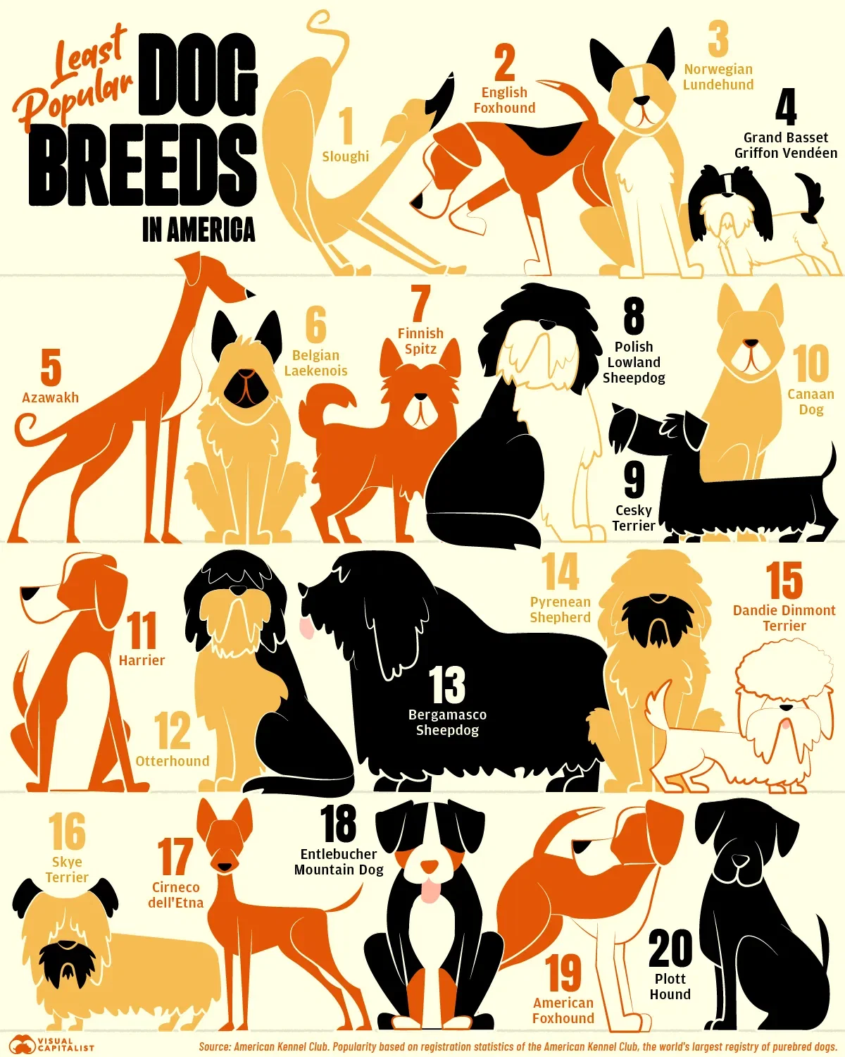 The Least Popular Dog Breeds in the U.S.