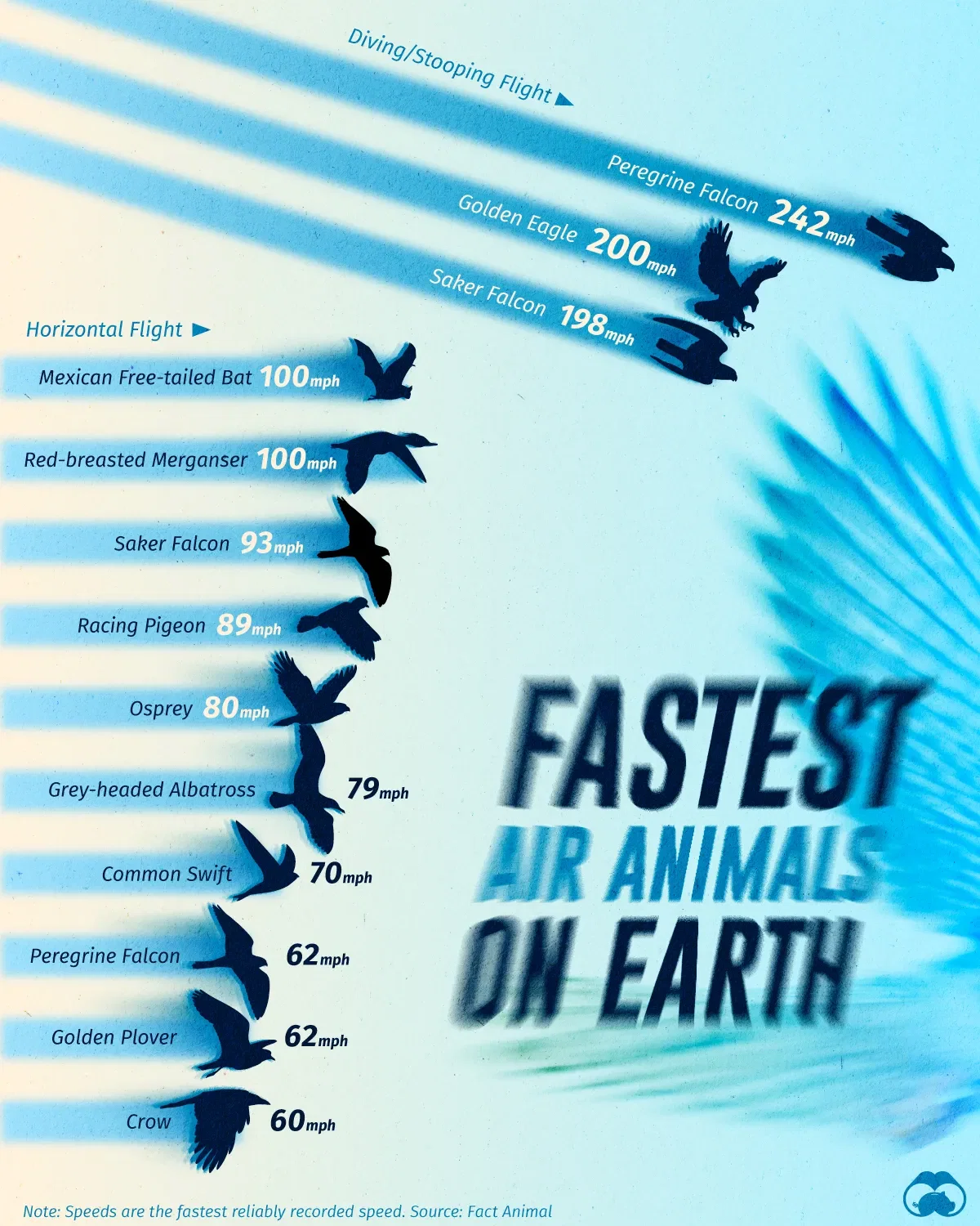 The Peregrine Falcon is the Fastest Animal in the World